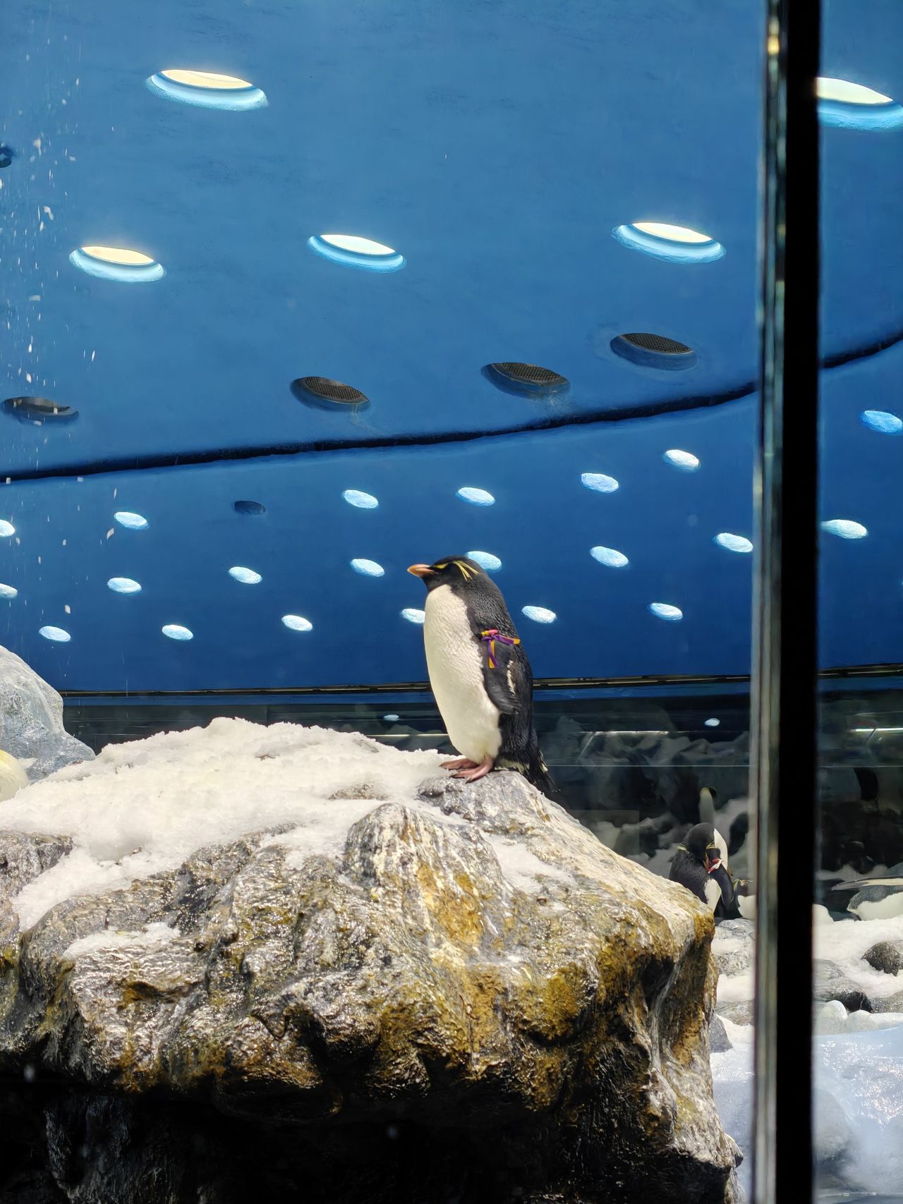 Ein Felsenpinguin mit gelben Federbüscheln steht auf einem verschneiten Felsen