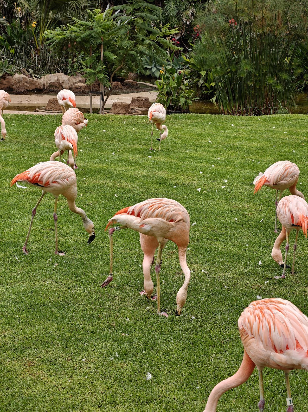 Eine Gruppe rosa Flamingos pickt auf einer grünen Wiese