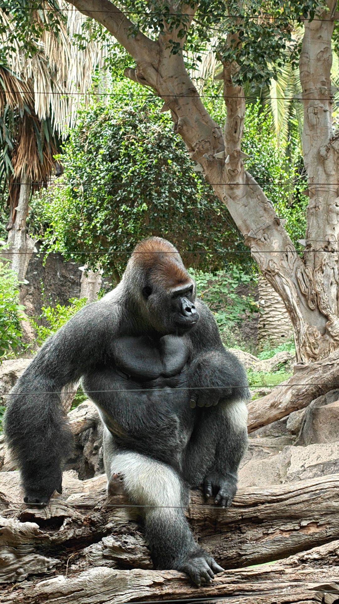 Ein Silberrücken-Gorilla sitzt auf einem Baumstamm