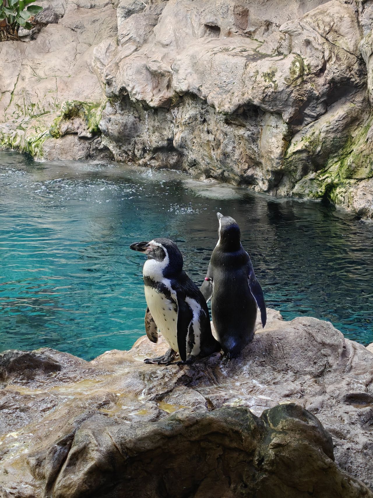 Zwei Humboldtpinguine stehen auf einem Felsen am türkisen Wasser