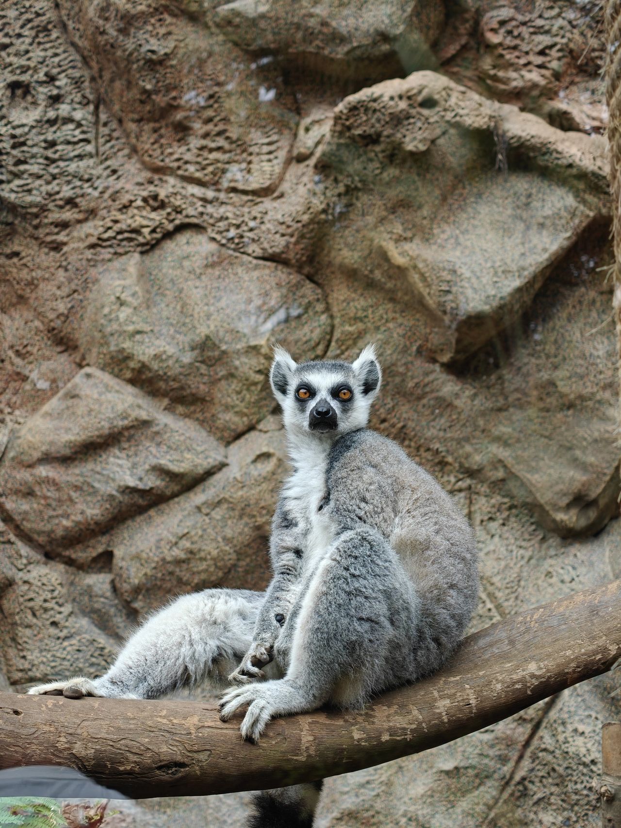 Ein Katta mit orangen Augen sitzt auf einem Ast vor einer Felswand