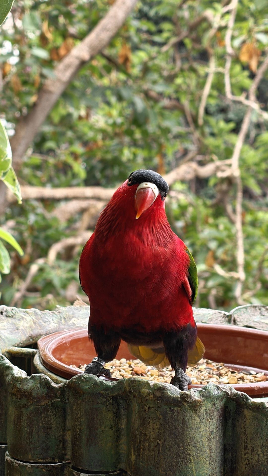 Ein knallroter Lori mit schwarzer Kappe steht auf einer Futterschale