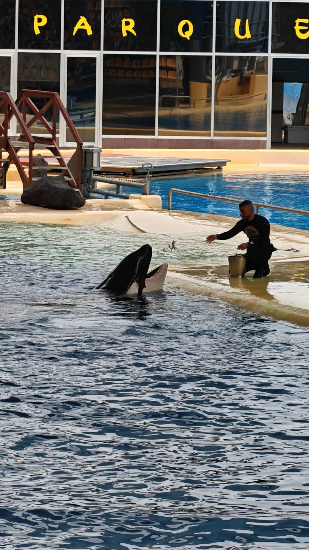 Die Orca Morgan hebt den Kopf aus dem Wasser, ein Trainer wirft ihr Fisch zu