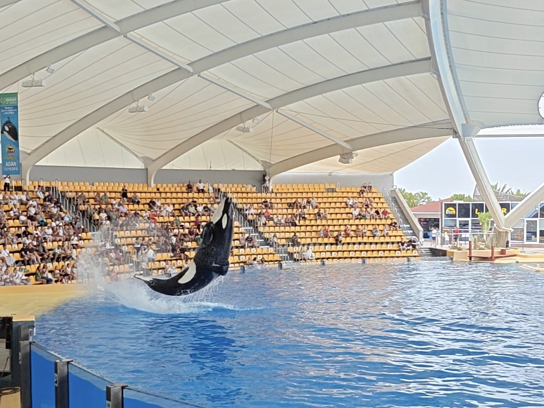 Ein Orca springt fast senkrecht aus dem Becken der Orca-Arena