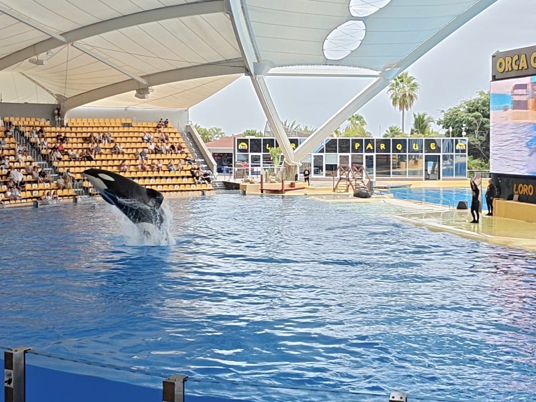 Ein Orca springt aus dem Wasser, im Hintergrund der Schriftzug Loro Parque