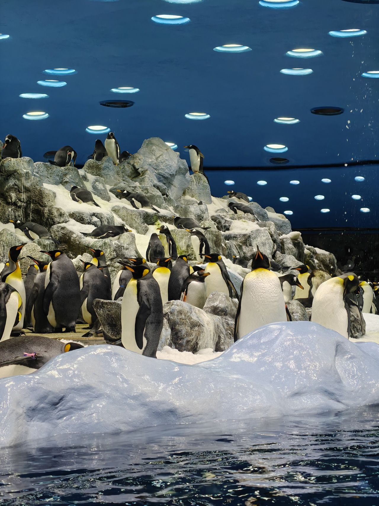Viele Königspinguine und Eselspinguine auf einem verschneiten Felsen
