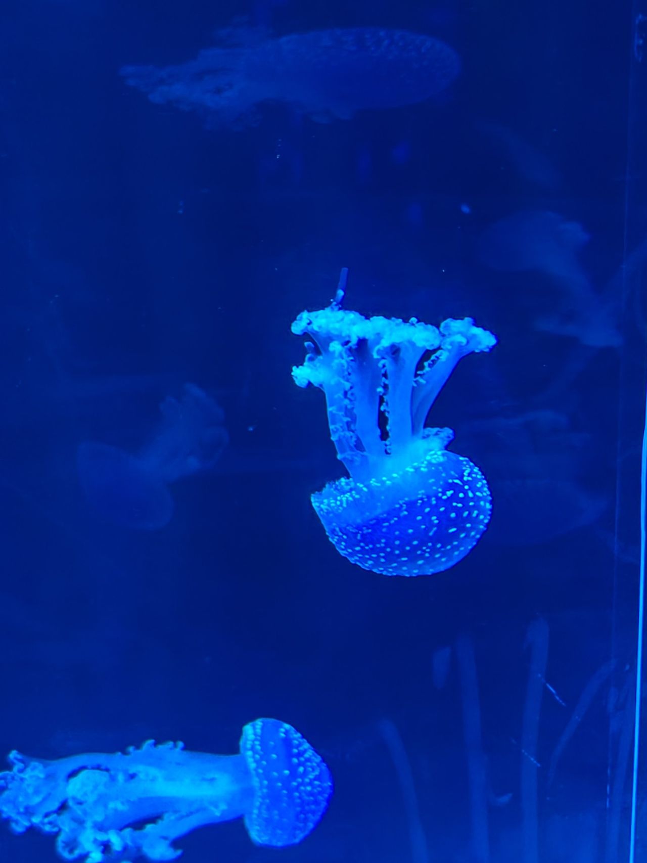 Eine gepunktete Qualle leuchtet blau im dunklen Becken