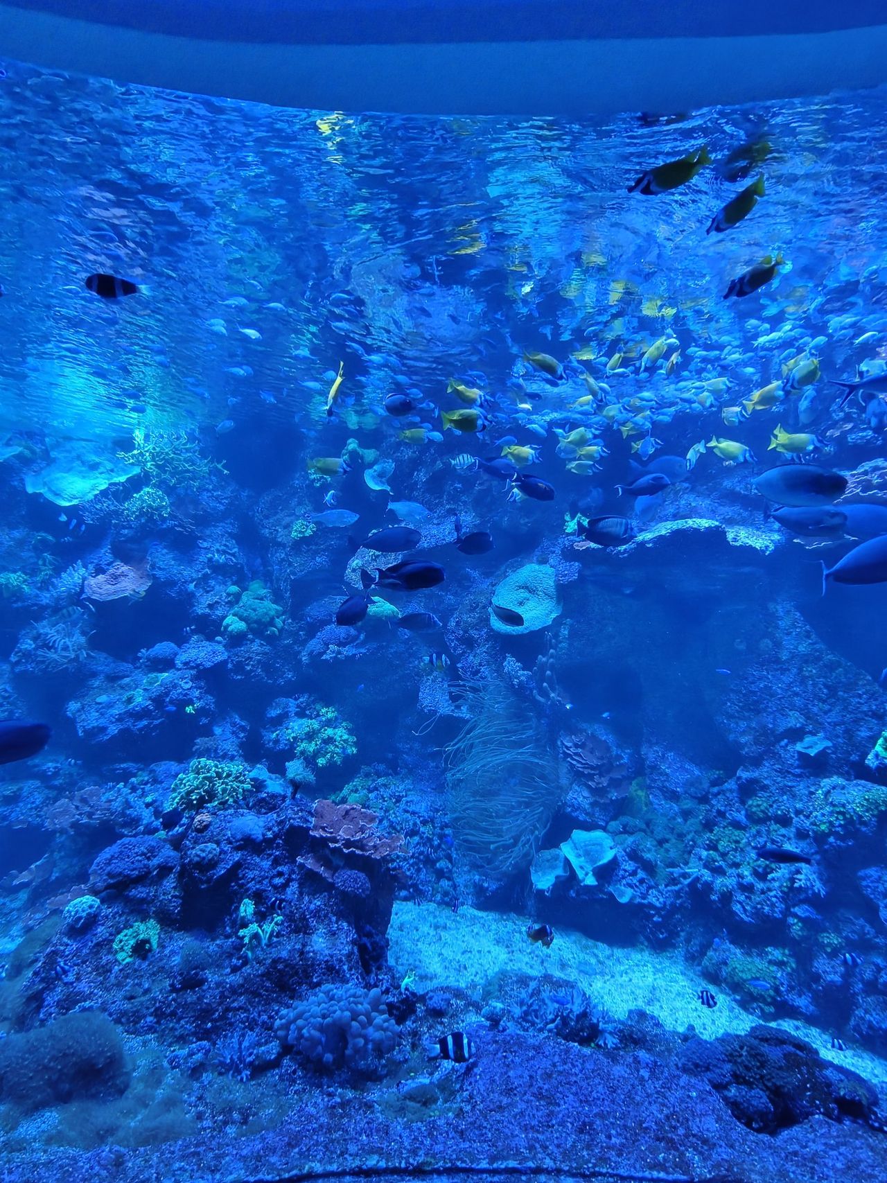 Ein großes Riffaquarium mit Korallen und Fischschwärmen