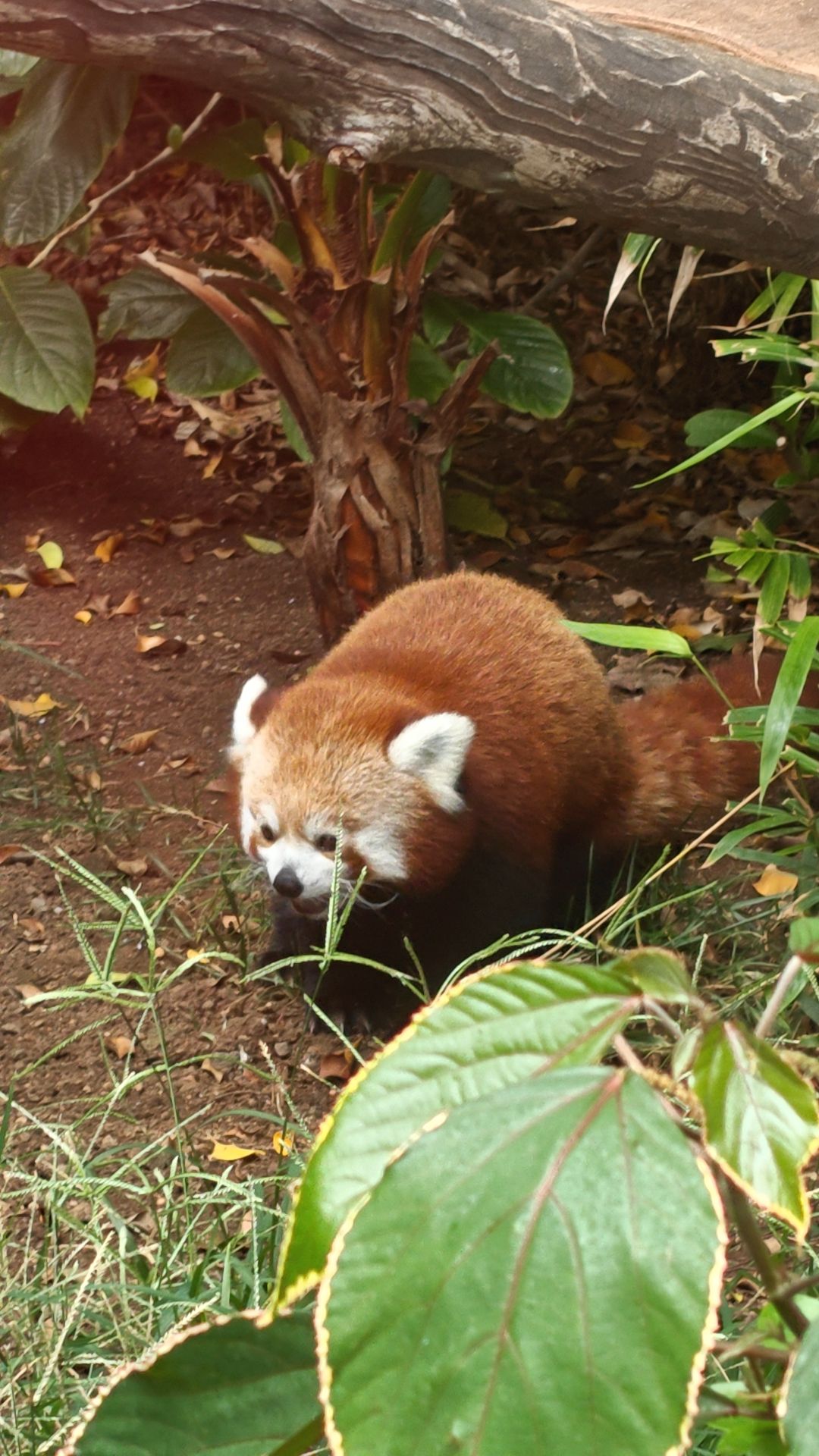 Ein Roter Panda läuft durch Blätter und Gras