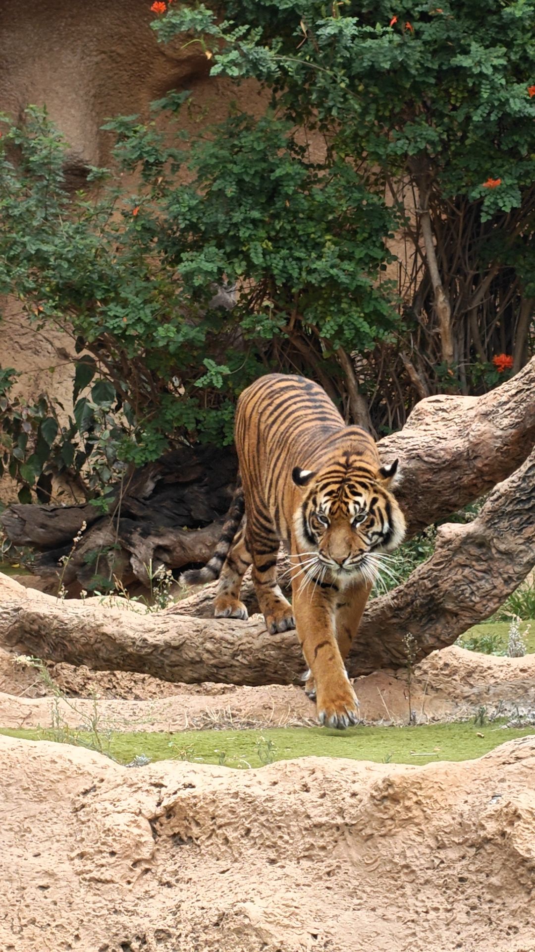 Ein Tiger schreitet frontal auf die Kamera zu